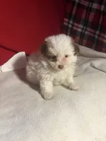 Pom-a-poo, a male Pomapoo for sale in Nathalie, VA – 2 of 6