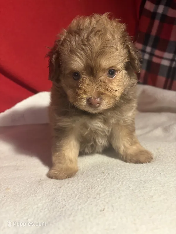 Pom-a-poo – Pomapoo puppy for sale in Nathalie, VA