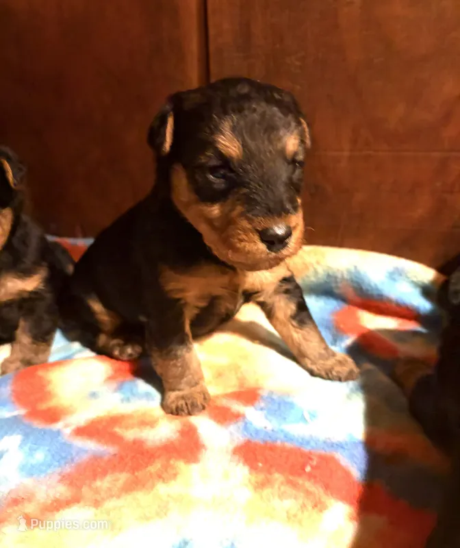 Welsh Terrier  – Welsh Terrier puppy for sale in Nathalie, VA