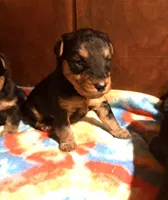 Welsh Terrier , a male Welsh Terrier for sale in Nathalie, VA – 1 of 6