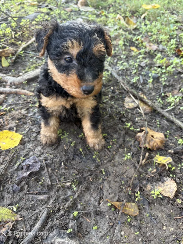 Welsh Terrier  – Welsh Terrier puppy for sale in Nathalie, VA