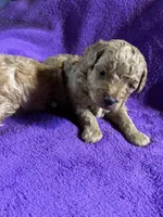 Pom-a-poo, a male Pomapoo for sale in Nathalie, VA – Photo 1 of 2