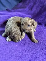 Pom-a-poo, a male Pomapoo for sale in Nathalie, VA – Photo 2 of 2