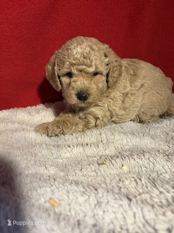 Toy Poodle  – Poodle - Toy  puppy for sale in Nathalie, VA