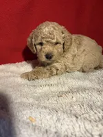 Toy Poodle , a male Poodle - Toy  for sale in Nathalie, VA – 5 of 5