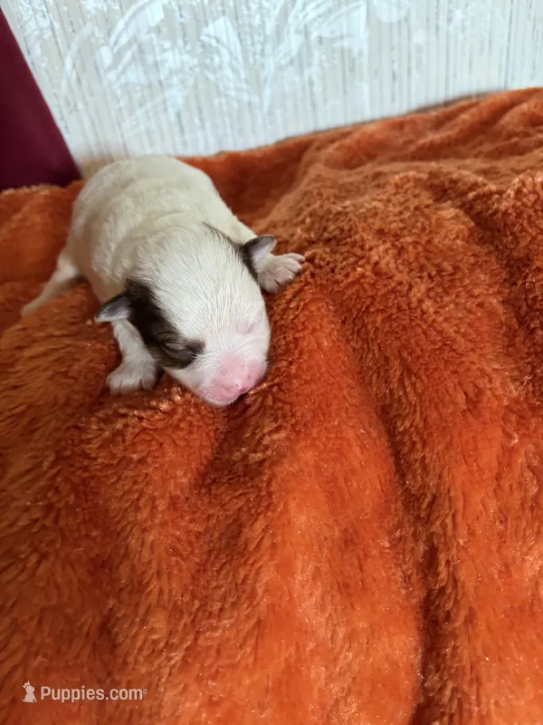 Pom-a-poo – Pomapoo puppy for sale in Nathalie, VA