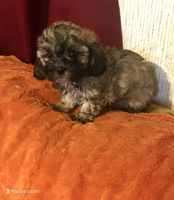 Shih-poo – Shihpoo puppy for sale in Nathalie, VA
