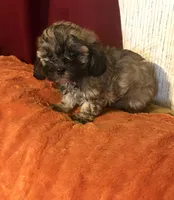 Shih-poo, a female Shihpoo for sale in Nathalie, VA – 1 of 2