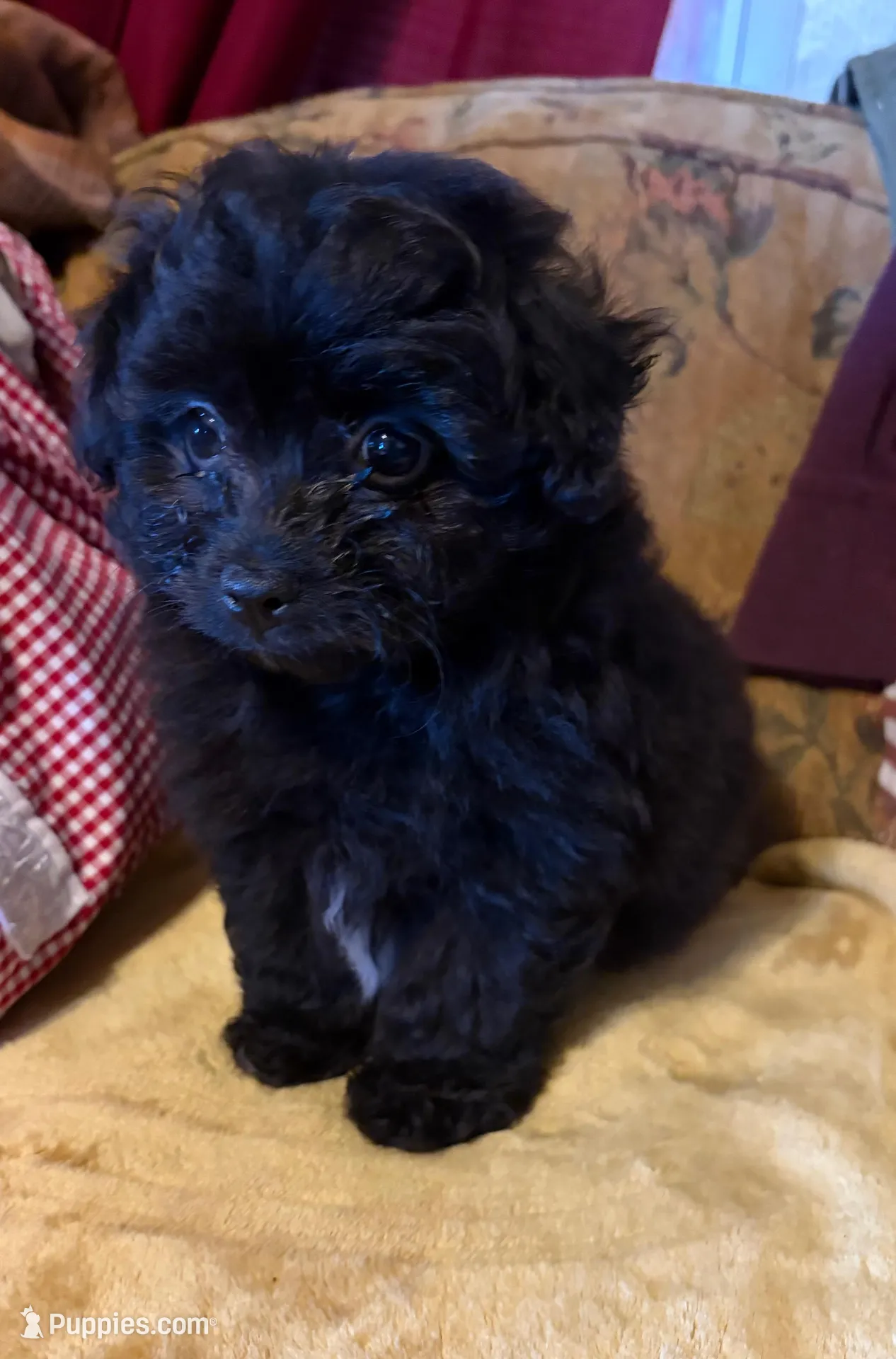 Pom-a-poo – Pomapoo puppy for sale in Nathalie, VA