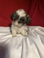 Shih-TZU , a male Shih Tzu for sale in Nathalie, VA – 2 of 2