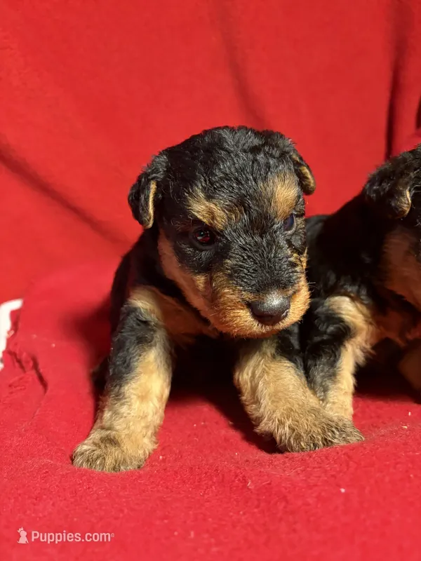 Welsh Terrier  – Welsh Terrier puppy for sale in Nathalie, VA