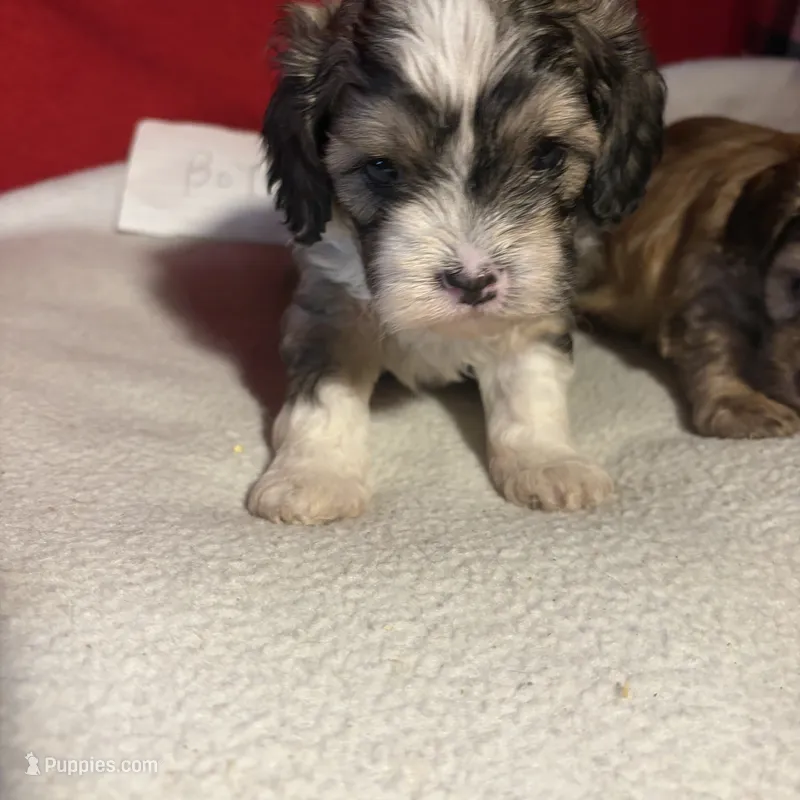Shih-poo – Shihpoo puppy for sale in Nathalie, VA