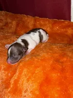 Pom-a-poo, a female Pomapoo for sale in Nathalie, VA – 2 of 2