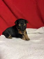Welsh Terrier , a male Welsh Terrier for sale in Nathalie, VA – 8 of 8