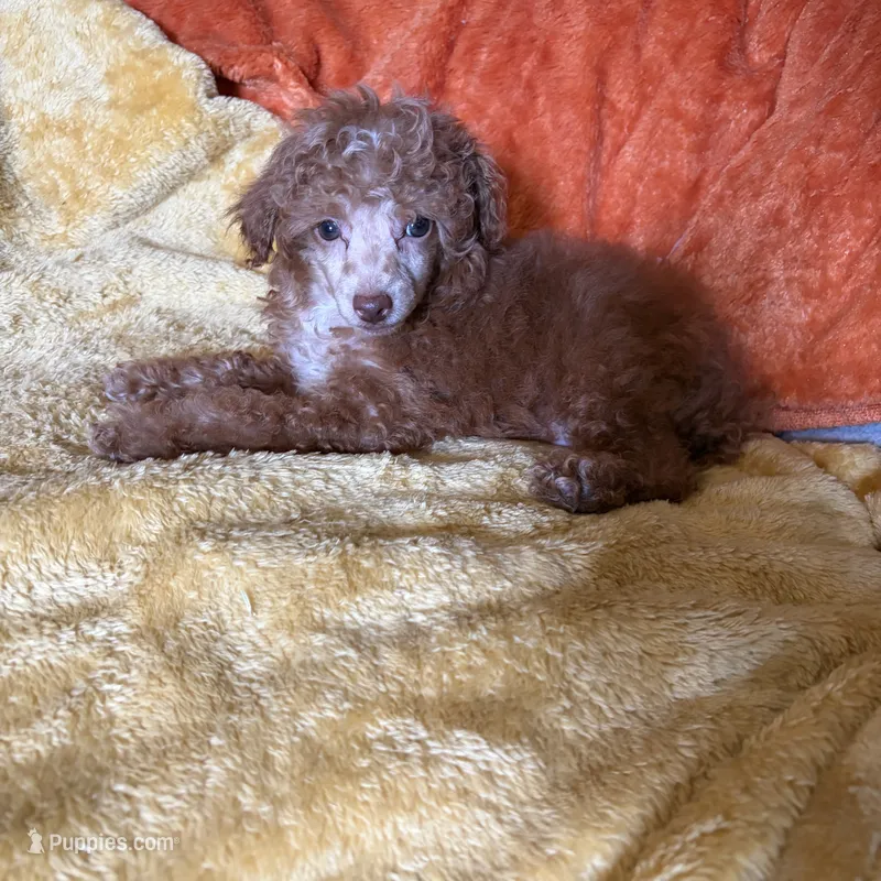 Toy Poodle  – Poodle - Toy  puppy for sale in Nathalie, VA