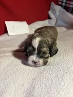 Shih-poo, a male Shihpoo for sale in Nathalie, VA – 2 of 3