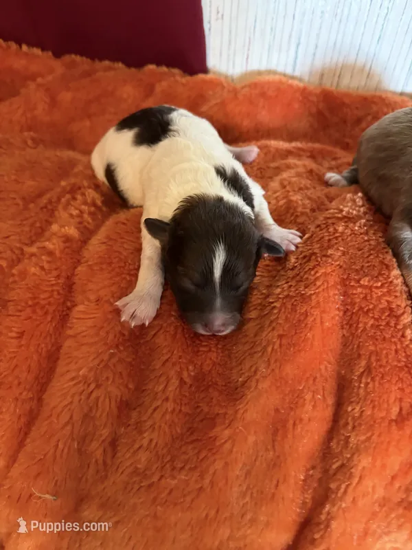 Pom-a-poo – Pomapoo puppy for sale in Nathalie, VA