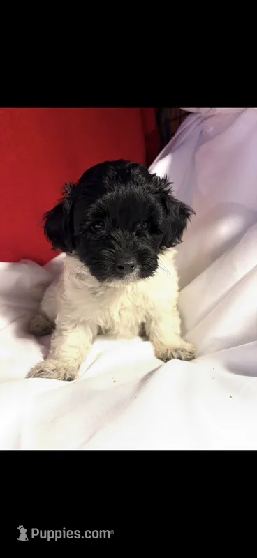 Pom-a-poo – Pomapoo puppy for sale in Nathalie, VA