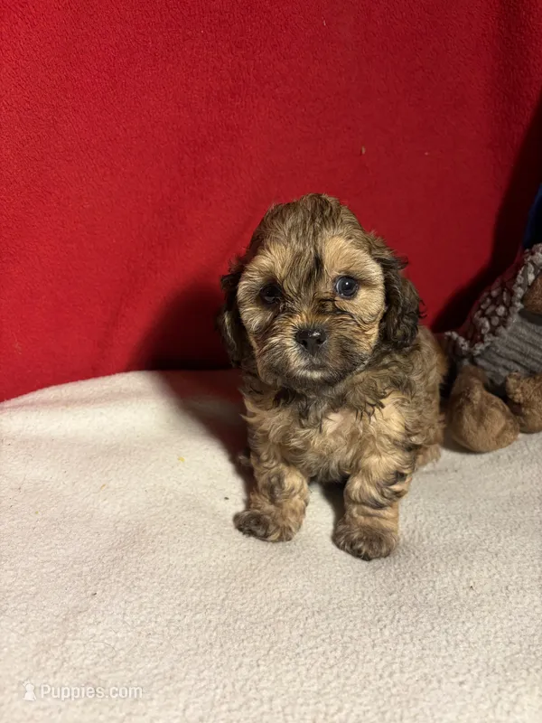 Shih-poo – Shihpoo puppy for sale in Nathalie, VA