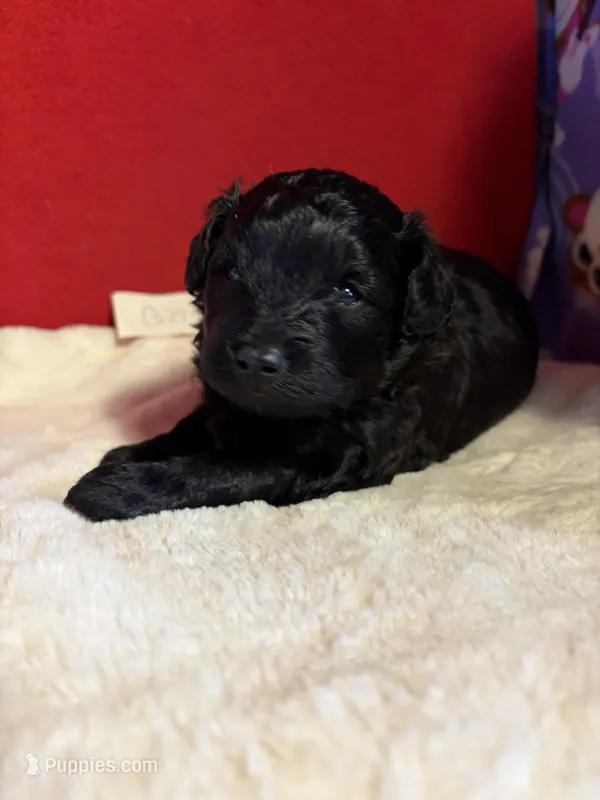 Pom-a-poo, a female Pomapoo for sale in Nathalie, VA – Photo 1 of 1