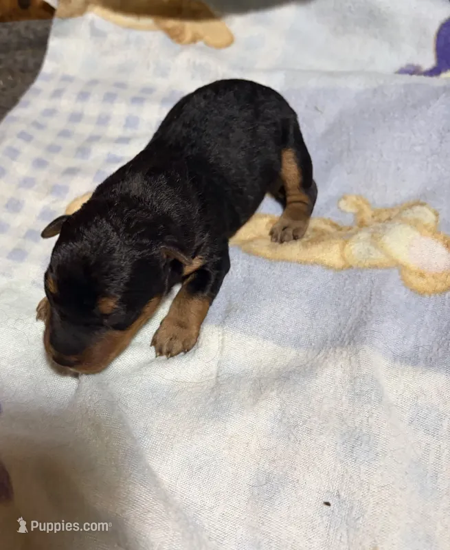 Welsh Terrier  – Welsh Terrier puppy for sale in Nathalie, VA