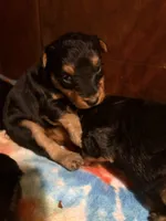 Welsh Terrier , a male Welsh Terrier for sale in Nathalie, VA – 5 of 6