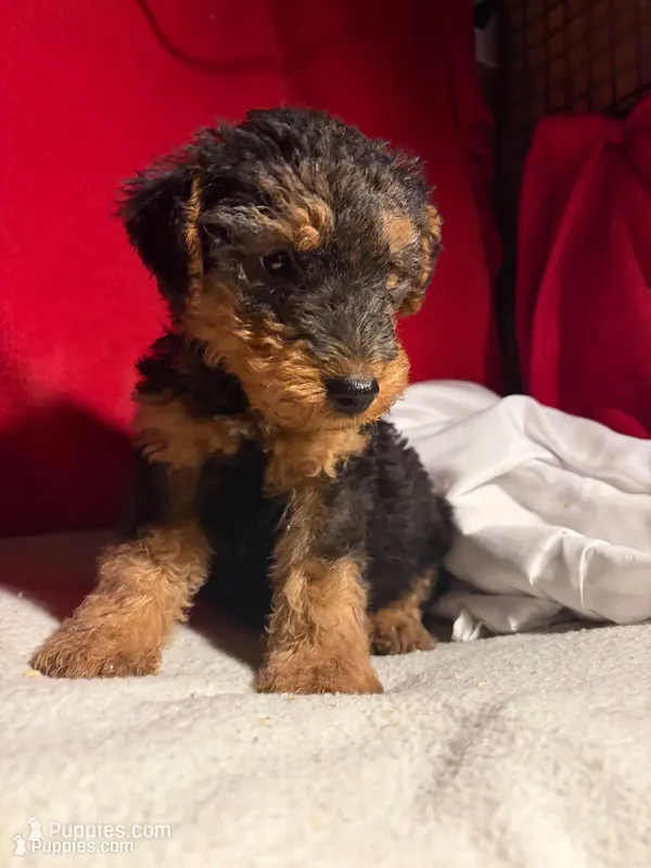 Welsh Terrier  – Welsh Terrier puppy for sale in Nathalie, VA