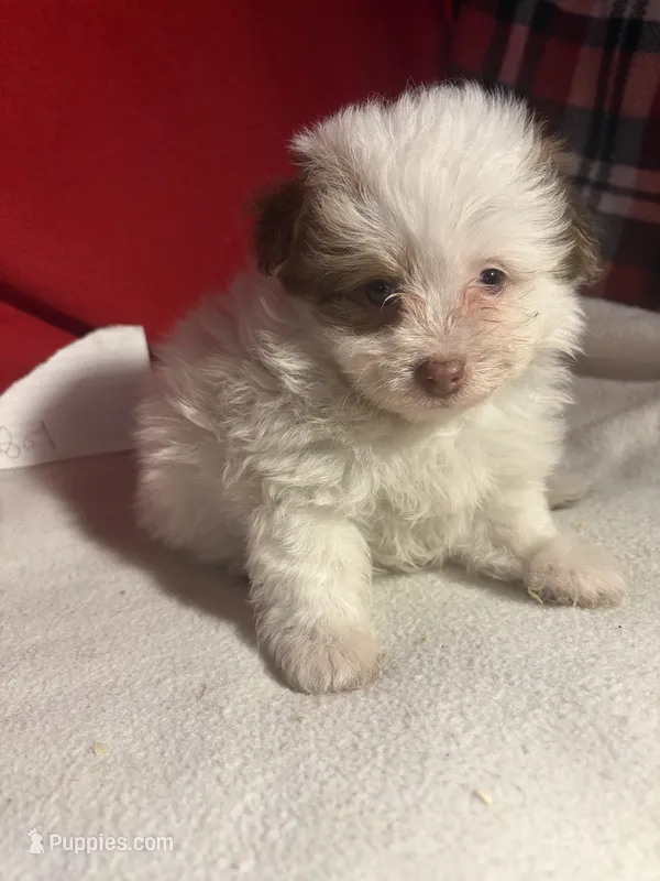 Pom-a-poo – Pomapoo puppy for sale in Nathalie, VA