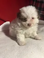 Pom-a-poo, a male Pomapoo for sale in Nathalie, VA – 1 of 6
