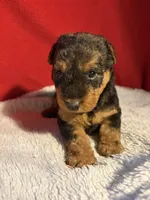 Welsh Terrier , a male Welsh Terrier for sale in Nathalie, VA – 7 of 7