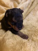 Welsh Terrier , a female Welsh Terrier for sale in Nathalie, VA – 1 of 4