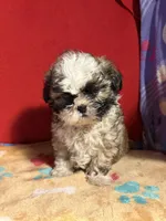 Shih-TZU, a male Shih Tzu for sale in Nathalie, VA – Photo 3 of 3