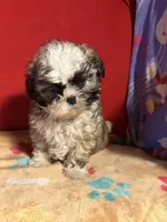 Shih-TZU, a male Shih Tzu for sale in Nathalie, VA – Photo 2 of 3