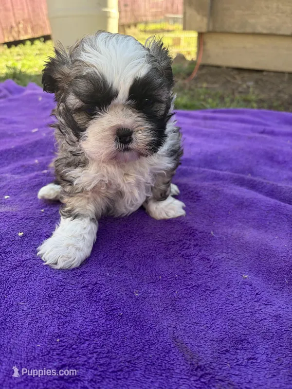 Shih-TZU – Shih Tzu puppy for sale in Nathalie, VA