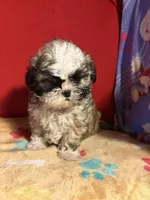 Shih-TZU, a male Shih Tzu for sale in Nathalie, VA – Photo 1 of 3