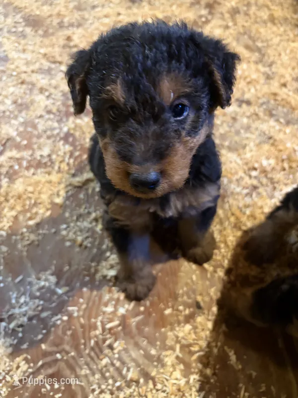 Welsh Terrier  – Welsh Terrier puppy for sale in Nathalie, VA