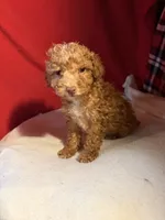 Toy Poodle , a female Poodle - Toy  for sale in Nathalie, VA – 3 of 4