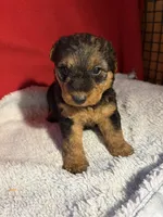 Welsh Terrier , a male Welsh Terrier for sale in Nathalie, VA – 6 of 7