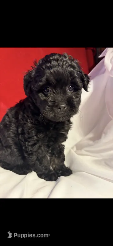 Pom-a-poo – Pomapoo puppy for sale in Nathalie, VA