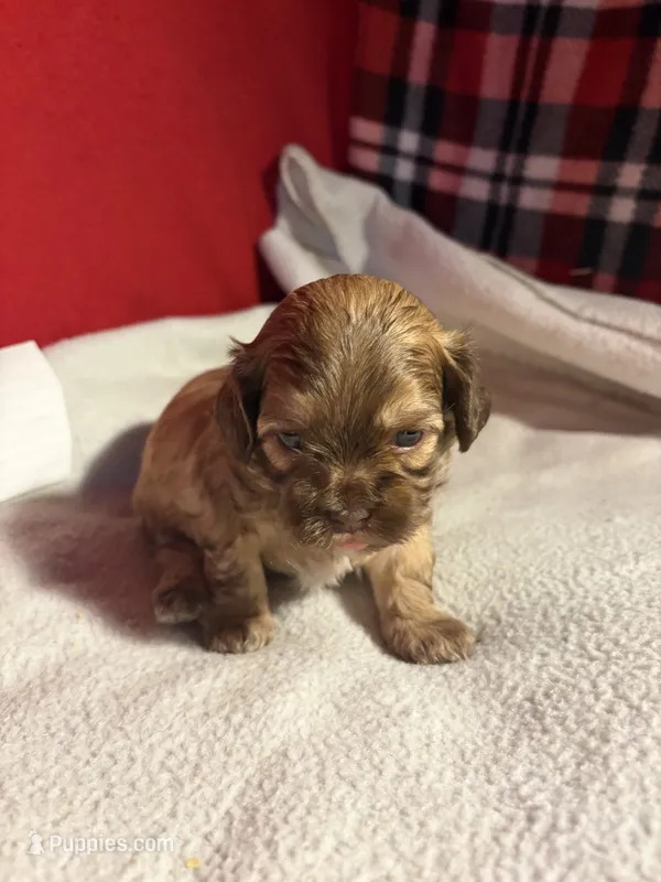 Shih-poo – Shihpoo puppy for sale in Nathalie, VA