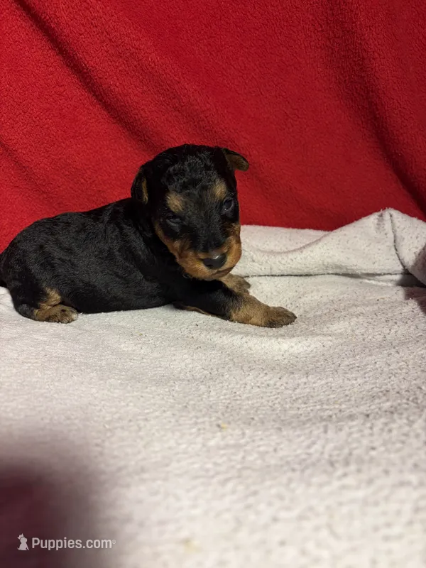 Welsh Terrier  – Welsh Terrier puppy for sale in Nathalie, VA