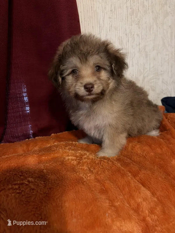 Pom-a-poo – Pomapoo puppy for sale in Nathalie, VA