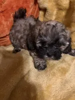 Shih-poo, a female Shihpoo for sale in Nathalie, VA – 2 of 2