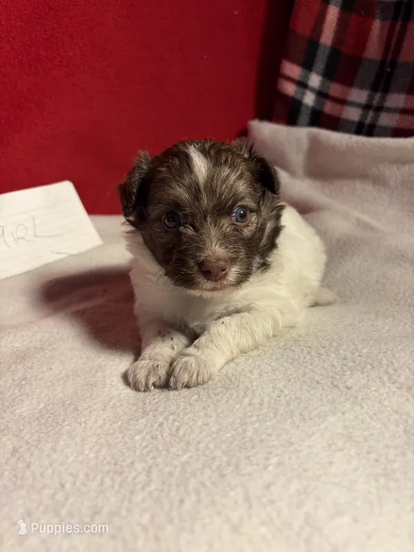 Pom-a-poo – Pomapoo puppy for sale in Nathalie, VA