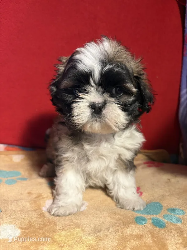Shih-TZU – Shih Tzu puppy for sale in Nathalie, VA