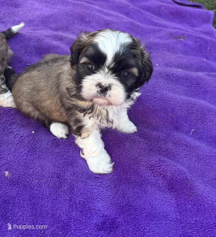 Shih-TZU – Shih Tzu puppy for sale in Nathalie, VA