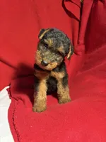 Welsh Terrier , a male Welsh Terrier for sale in Nathalie, VA – 5 of 7