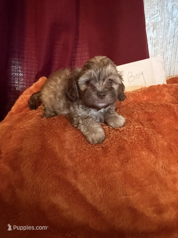 Shih-poo – Shihpoo puppy for sale in Nathalie, VA