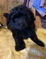 Pom-a-poo, a female Pomapoo for sale in Nathalie, VA – Photo 3 of 3