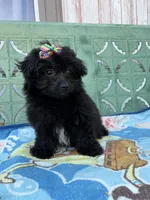 Pom-a-poo, a female Pomapoo for sale in Nathalie, VA – 2 of 6